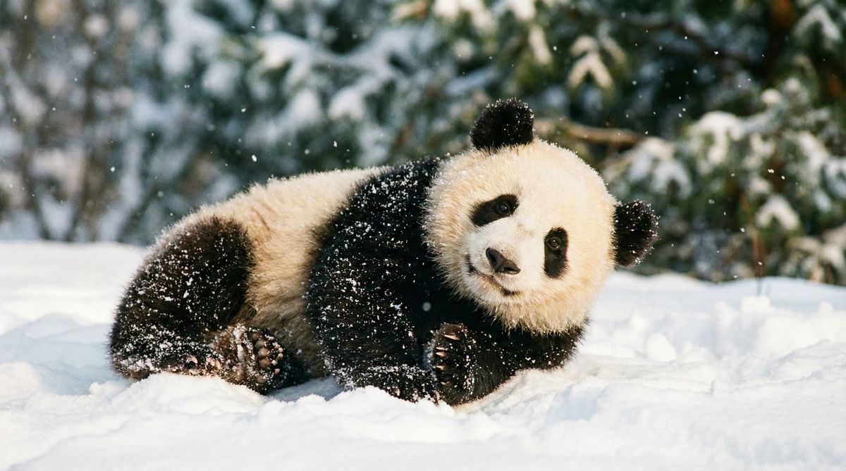 爆料吃瓜网熊猫视频社区